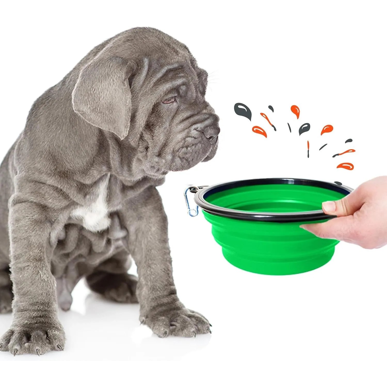 Grauer Hund wartet auf Futter aus grünem, faltbaren Reisenapf (350/1000ml).