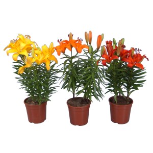 Lilien in verschiedenen Farben im Topf, ideal für Beet, Terrasse oder als Zimmerpflanze.