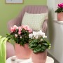 Scheurich Blumentopf Keramik, pink, mit Azalee und Alpenveilchen auf Tisch.