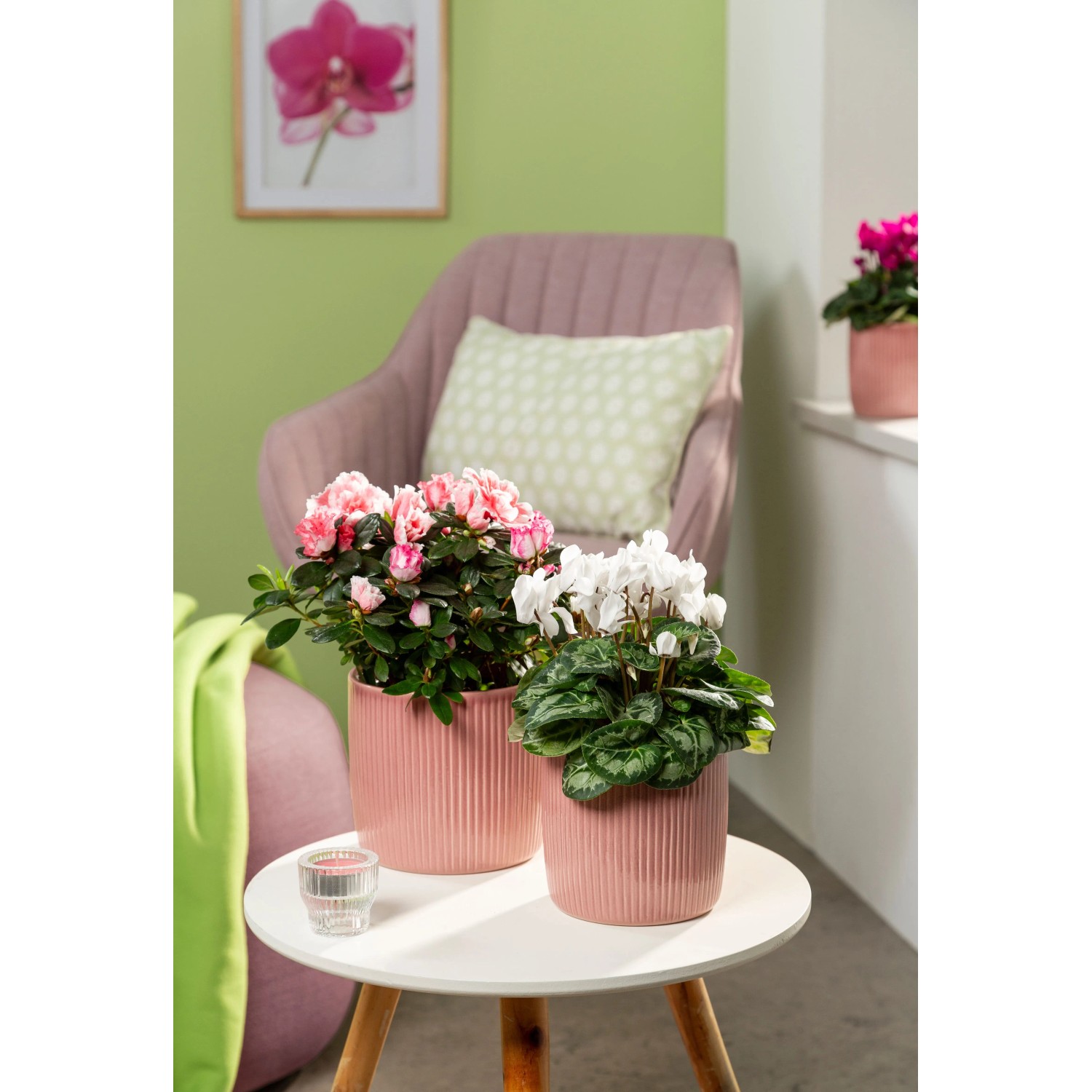 Scheurich Blumentopf Keramik, pink, mit Azalee und Alpenveilchen auf Tisch.