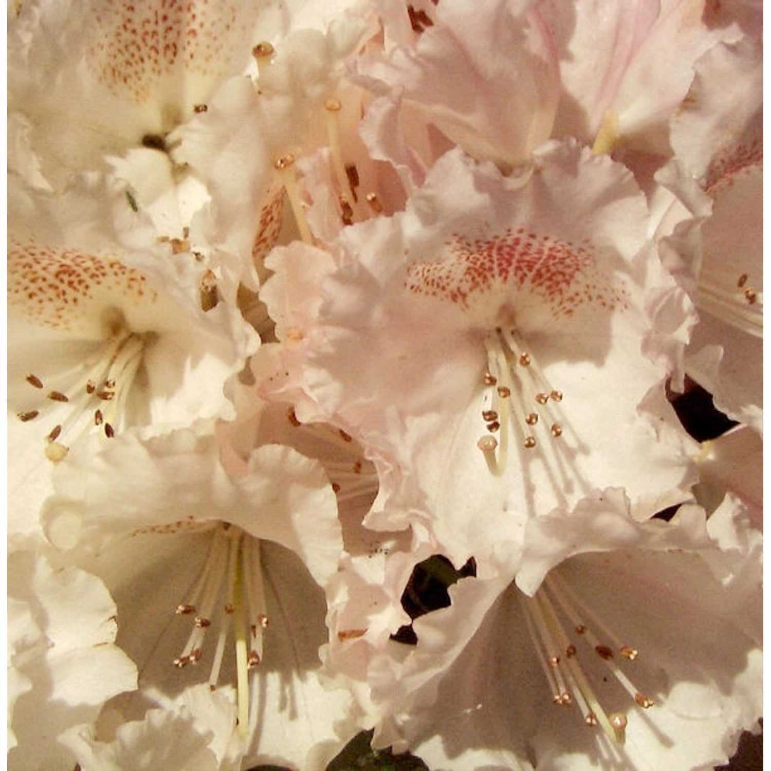 Hochstamm Rhododendron Heinjes Zauberflöte 80-100cm - Alpenrose günstig online kaufen