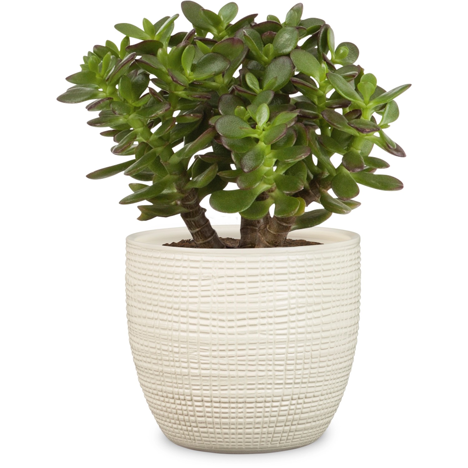 Scheurich Übertopf 866 Vainilla, Ø 25 cm, mit Grünpflanze im Innenbereich.