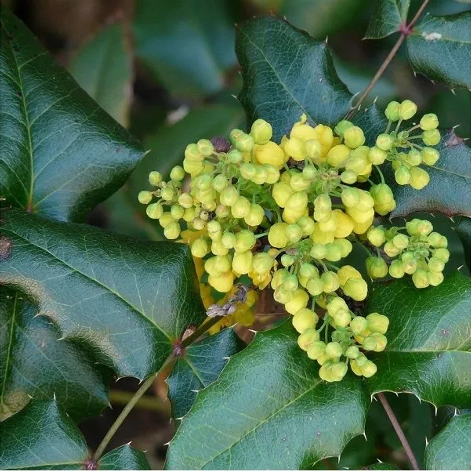 Mahonie 'Winter Sun' Mahonia × media 60 bis 80 cm im Container Gelbe Blüten