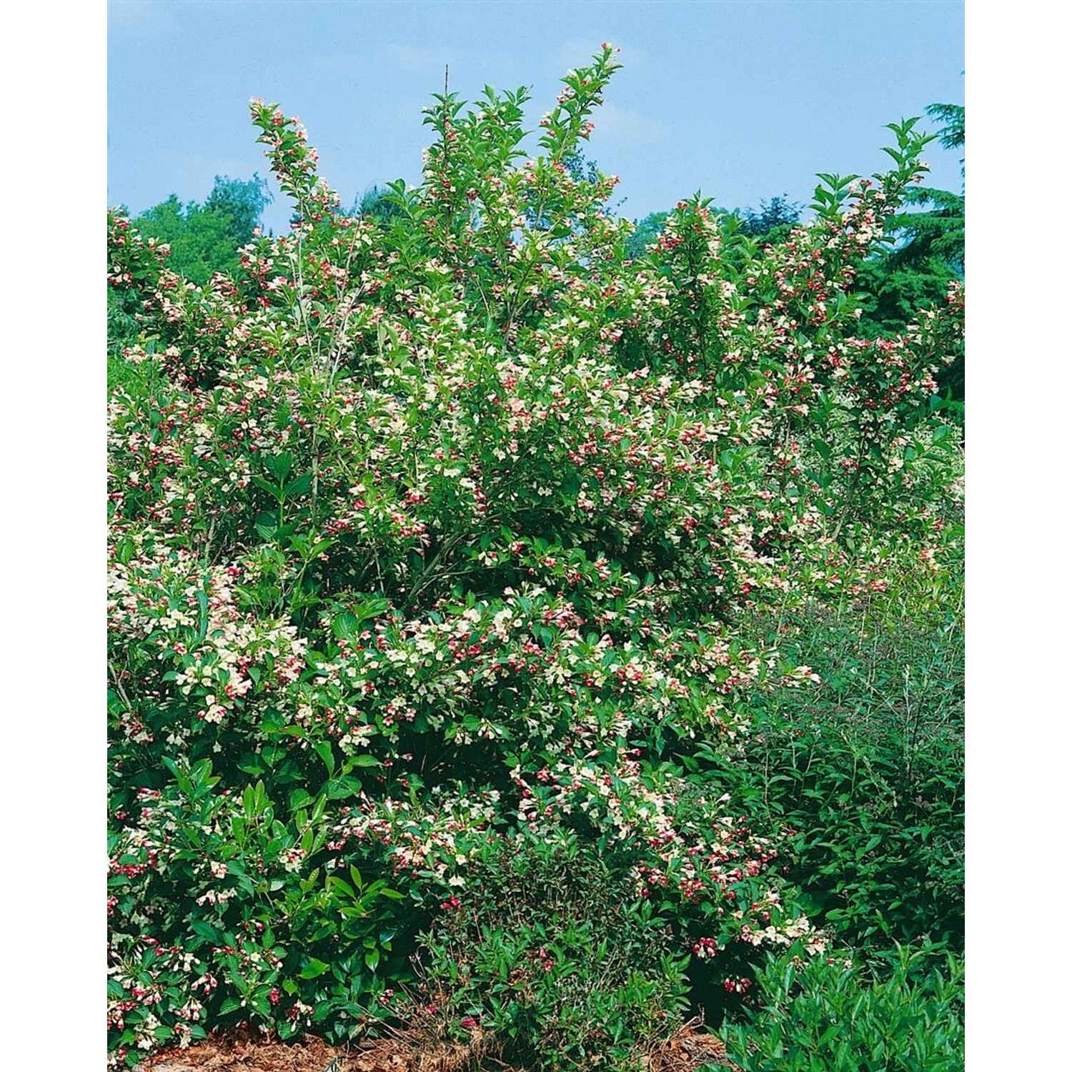 Weigela Florida Majorie Weigelie Rosa-Weiß 40–60 cm günstig online kaufen