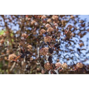 Blasenspiere 'Physocarpus Opulifolius' mit dekorativem, dunklem Laub und Blütenständen.