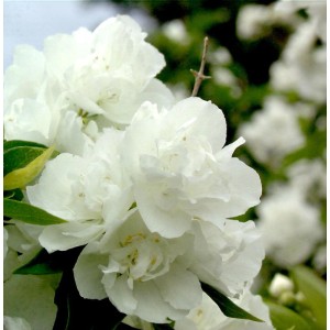 Nahaufnahme des Gartenjasmin Snowgoose mit üppigen, weißen Blüten.