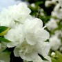 Nahaufnahme des Gartenjasmin Snowgoose mit üppigen, weißen Blüten.