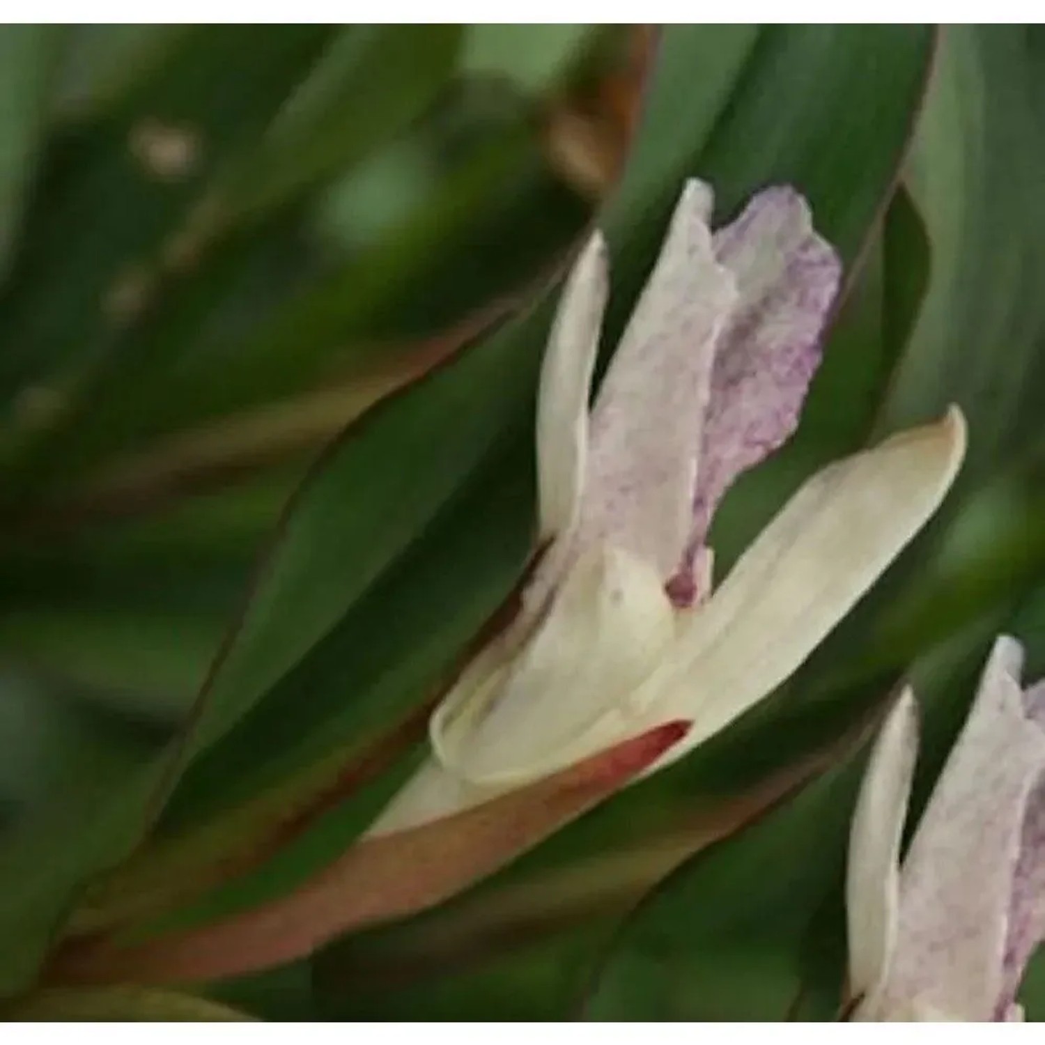 Ingwer Orchidee - Roscoea beesiana