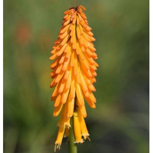 Orange Fackellilie 'Mango Popsicle' (Kniphofia uvaria) im Detail.