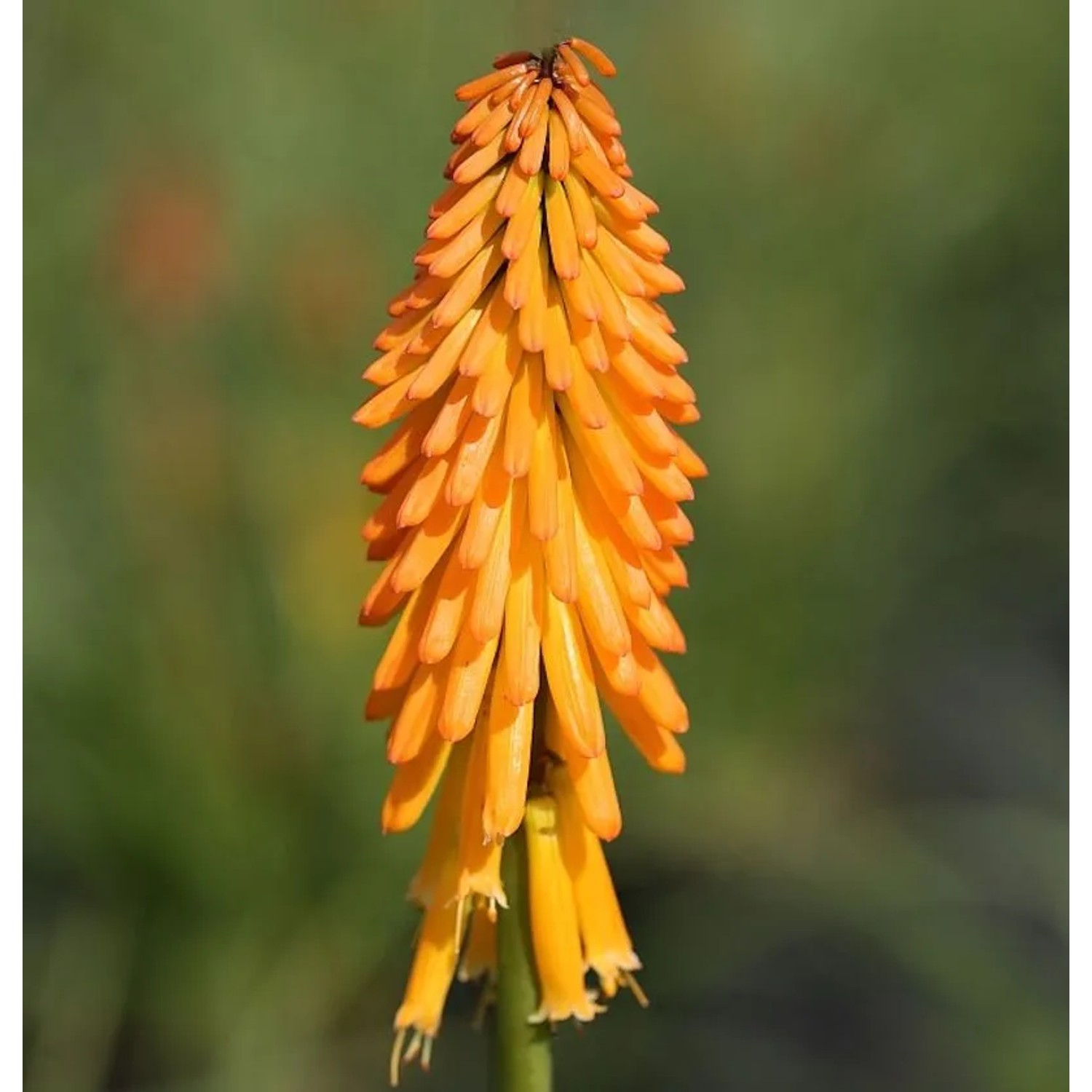 Fackellilie Mango Popsicle - Kniphofia uvaria