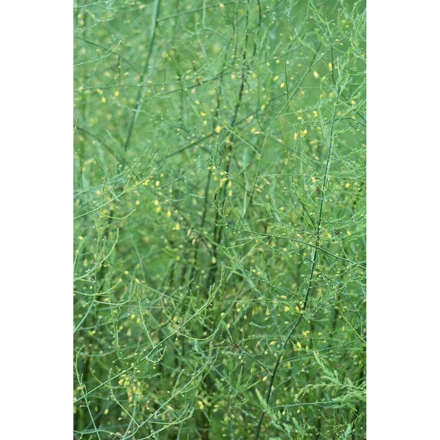 Asparagus Pseudoscaber Spitzenschleier Ca. 11x11 cm Topf günstig online kaufen