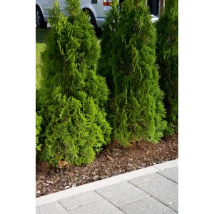 Gardena Perl-Regner 15m im Einsatz zur Bewässerung von Thuja Hecke.