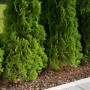 Gardena Perl-Regner 15m im Einsatz zur Bewässerung von Thuja Hecke.