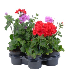 Hängende Geranien im Topf, verschiedene Farben, ideal für Balkonkästen. Hängepflanze mit üppiger Blütenpracht.