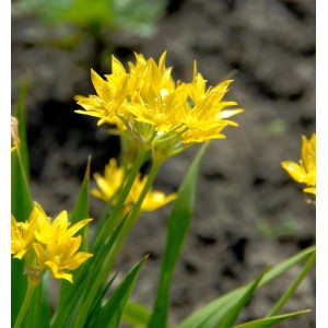 Foto von Zierlauch Goldgelb (Allium karataviense) mit leuchtend gelben Blüten.