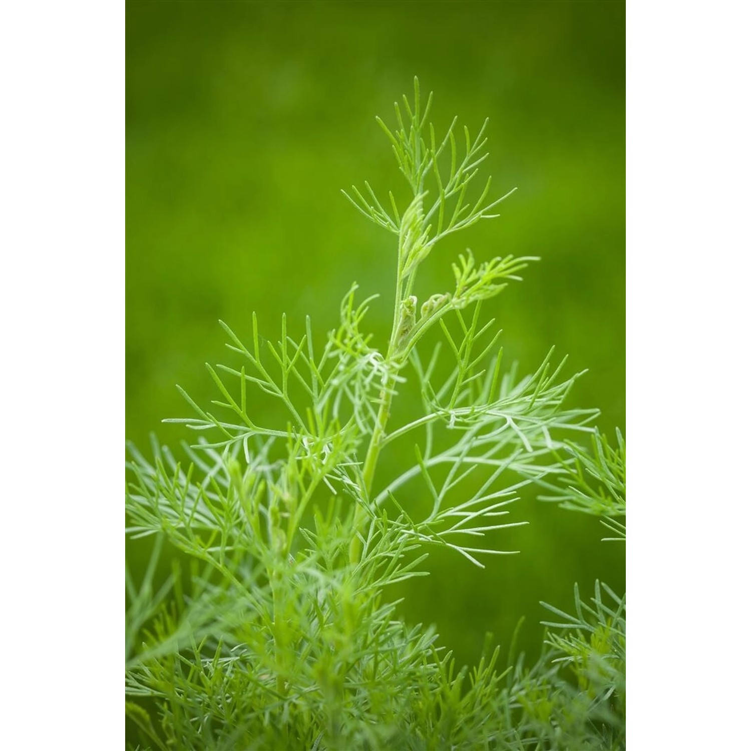 Artemisia Abrotanum Maritima Eberraute Ca. 11x11 cm Topf günstig online kaufen