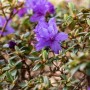 Kompakter, lila Rhododendron Impeditum Saint Merryn (30–40 cm) mit grünen Blättern.