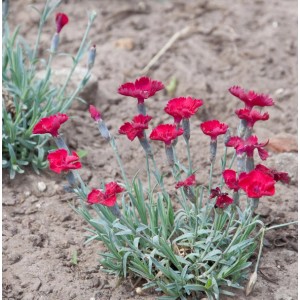 Foto der Pfingstnelke Rubin (Dianthus gratianopolitanus) mit roten Blüten im Garten.