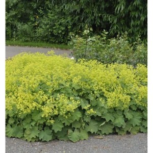 Frauenmantel mollis - Alchemilla mollis