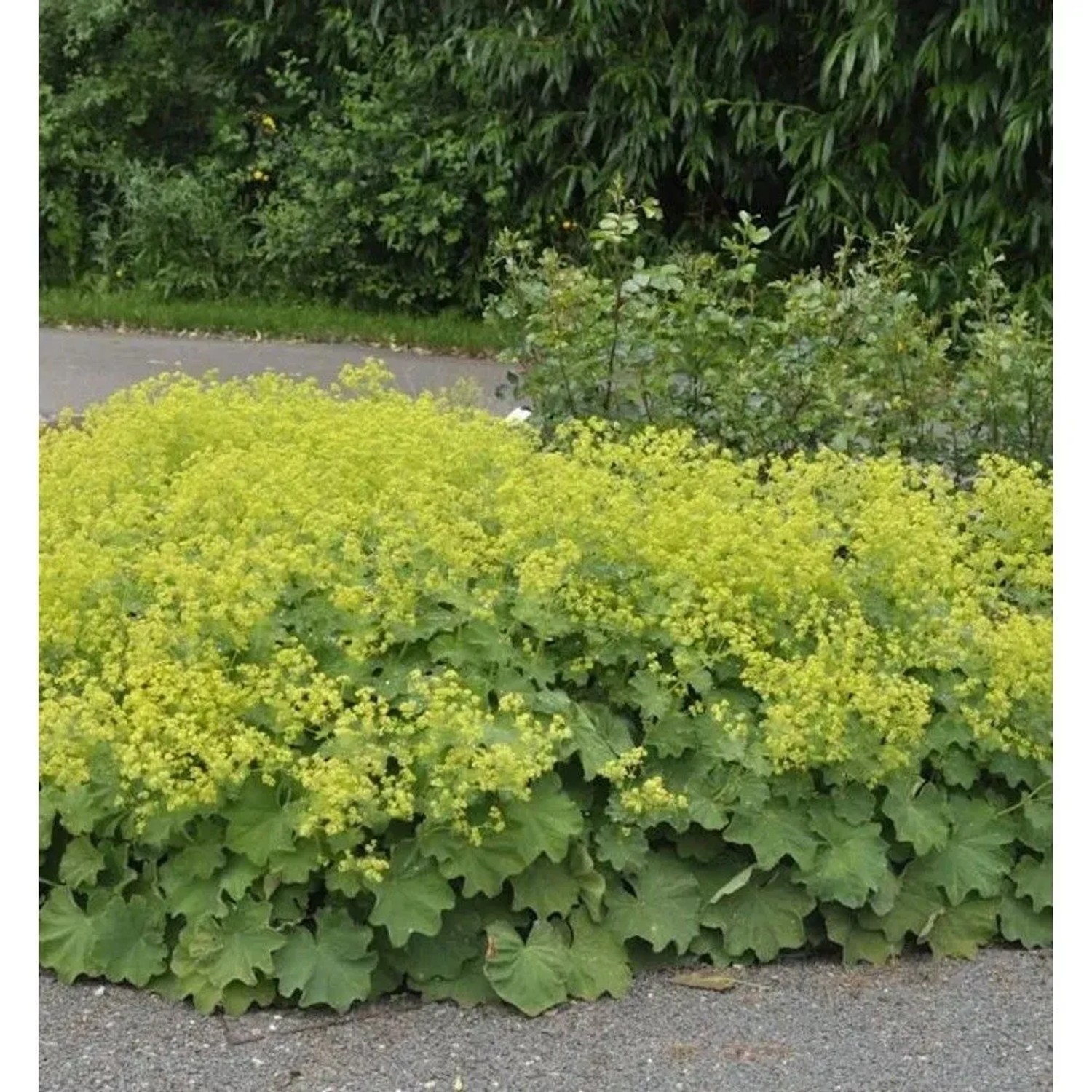 Frauenmantel mollis - Alchemilla mollis