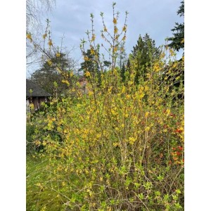 Baumfink Forsythie Topfpflanze, ca. 60-100cm hoch, mit leuchtend gelben Blüten.