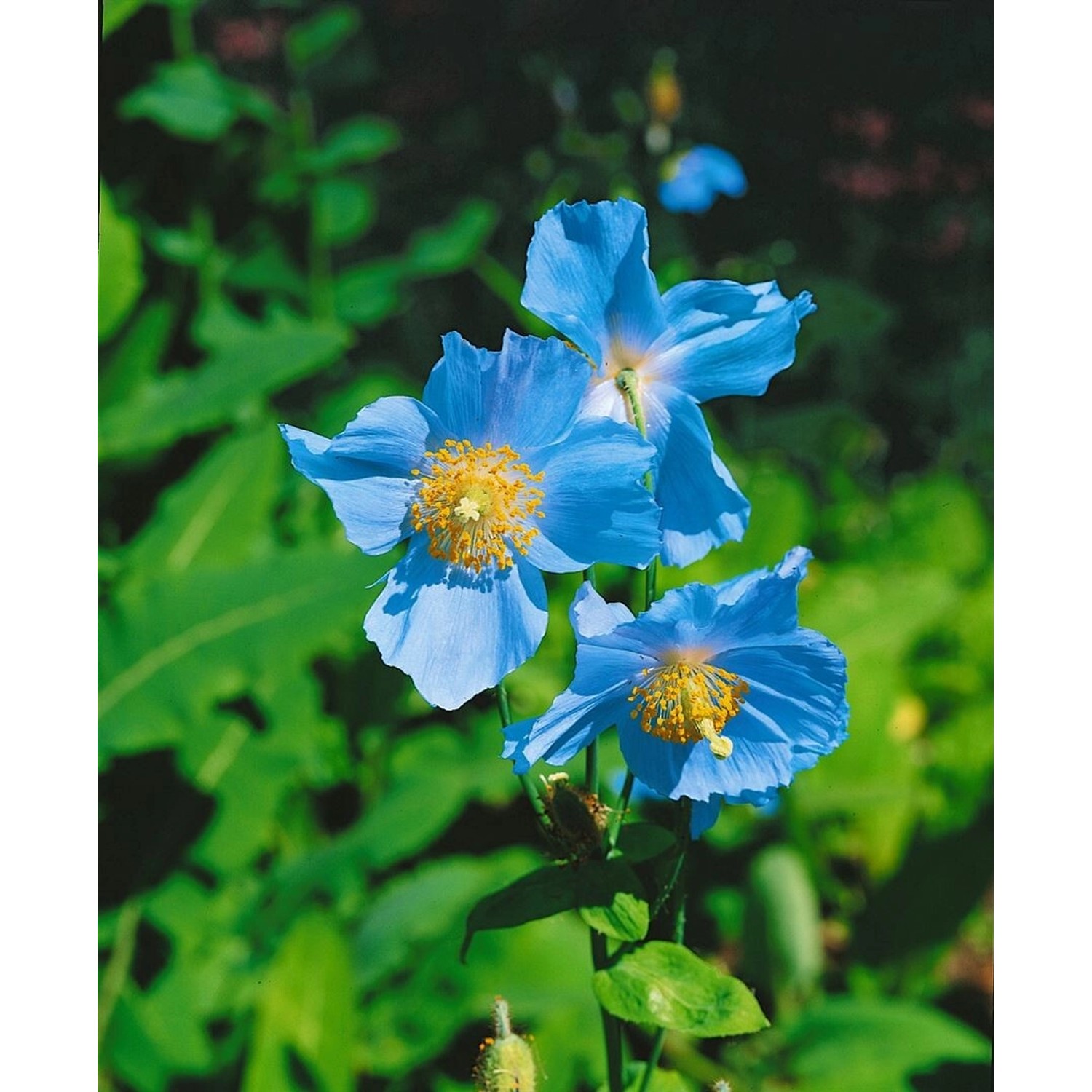 Meconopsis Betonicifolia Scheinmohn Ca 9x9 cm Topf günstig online kaufen