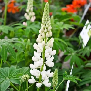 Weiße Gartenlupinie 'Fräulein' (Lupinus polyphyllus) im Detail. Blühende Staude mit grünen Blättern.