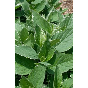 Nahaufnahme der grünen Blätter der Bauernhortensie Hydrangea Light-o-day mit weißem Rand.