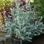 Winterharter Eukalyptus Azura (Eucalyptus gunnii) im Topf, silbrig-blaue Blätter.