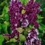 Flieder 'Paul Thirion' mit purpurroten Blüten im Mai, 60-80 cm hoch.