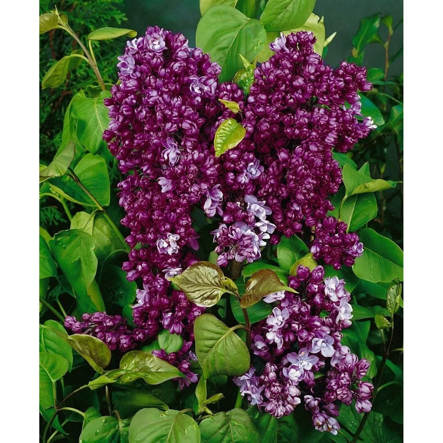 Flieder 'Paul Thirion' mit purpurroten Blüten im Mai, 60-80 cm hoch.