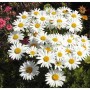 Nahaufnahme der Gartenmargerite 'Gruppenstolz' mit weißen Blütenblättern und gelber Mitte.