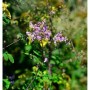 Prächtige Wiesenraute (Thalictrum rochebrunianum) mit zarten, lila Blüten im Garten.