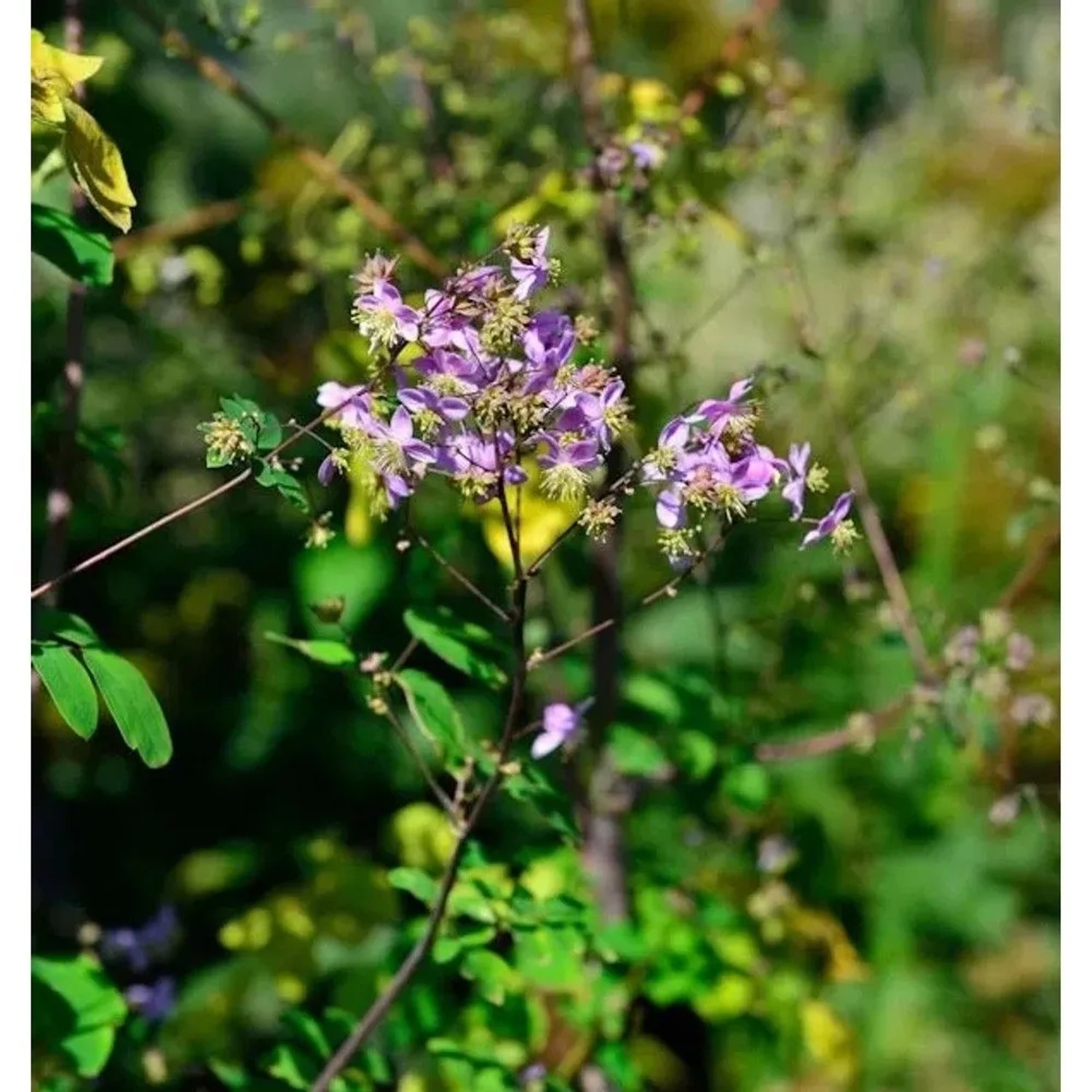 Prächtige Wiesenraute - Thalictrum rochebrunianum