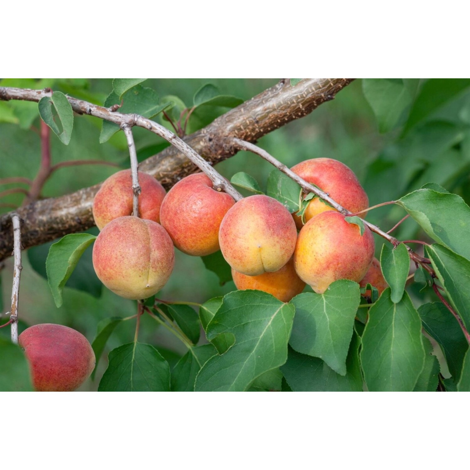 Prunus Armeniaca Ungarische Beste Aprikose CAC 150-200cm günstig online kaufen