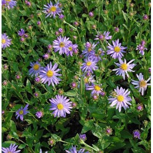 Sommeraster Dr. Otto Petschek: Blühende Aster amellus mit lila Blüten und gelber Mitte.