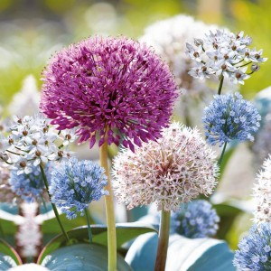 Mehrfarbige Allium-Kollektion von GROW by OBI, verschiedene Blumenzwiebeln im Garten.