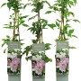 Berg-Waldrebe Tetrarose im Topf, rosa Blüten, ca. 40-60 cm hoch.
