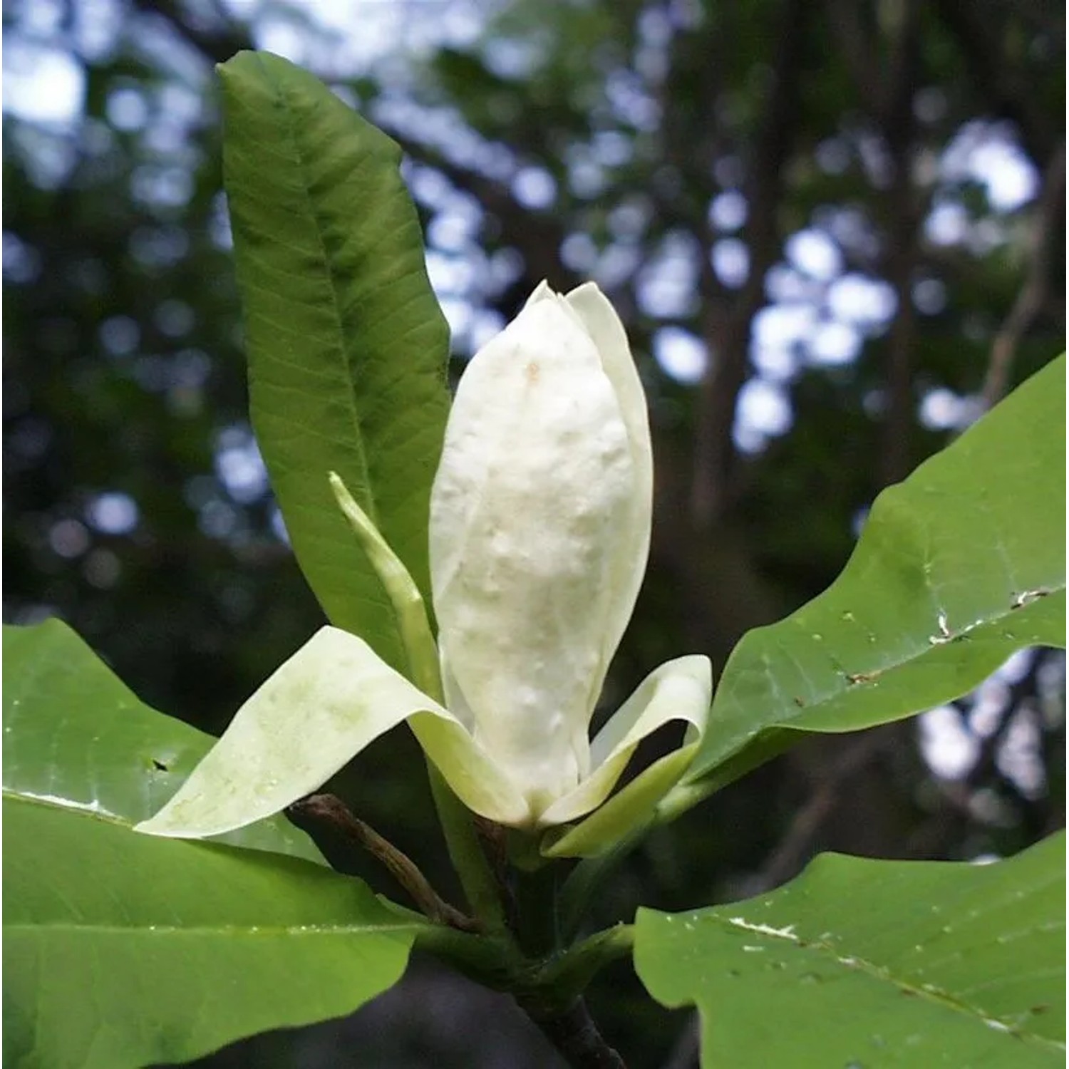 Schirmmagnolie 125-150cm - Magnolia tripetala