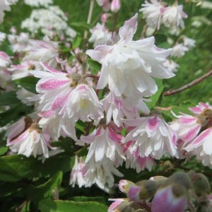 Sternchenstrauch 'Codsall Pink' Deutzia scabra 40 bis 60 cm im Container Rosa Blüten