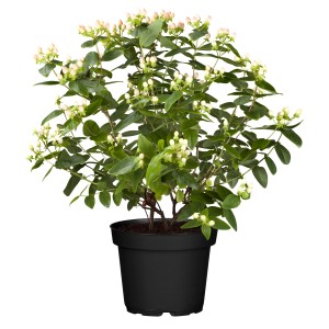 Johanniskraut im Topf, ca. 10-15 cm hoch, mit weißen Blütenknospen. Ideal für kleine Gärten.