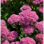 Nahaufnahme der rosafarbenen Blütenstände einer Großen Fetthenne (Sedum telephium) der Sorte 'Munstead Dark Red'.