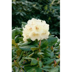 Gelber Rhododendron Yakushimanum Flava Lackblatt, 50–60 cm hoch, mit üppigen Blüten.