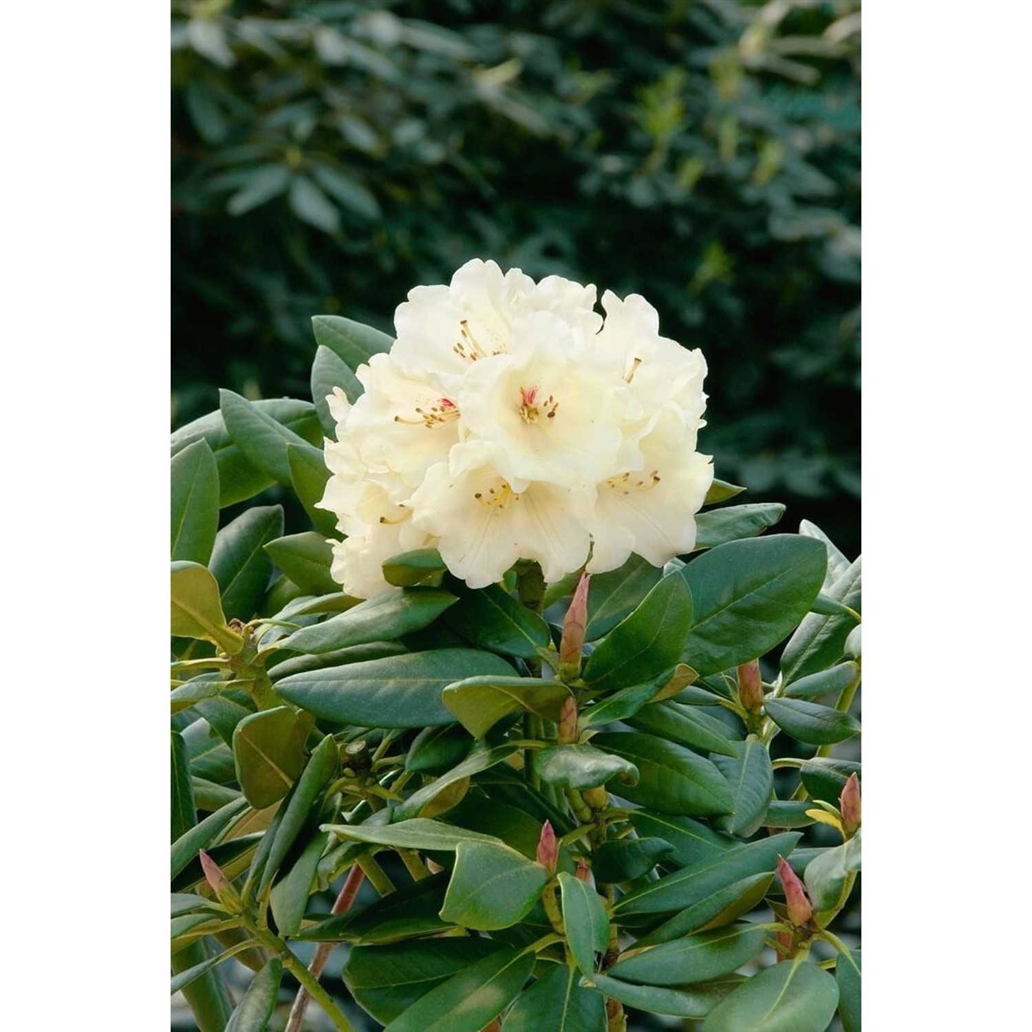 Rhododendron Yakushimanum Flava Lackblatt Gelb 50–60 cm günstig online kaufen