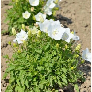 Weiße Karpaten-Glockenblume (Campanula carpatica) mit grünen Blättern im Garten.