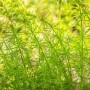 Echtes Labkraut (Galium verum) im 9x9 cm Topf, grüne Stauden für Naturgärten.