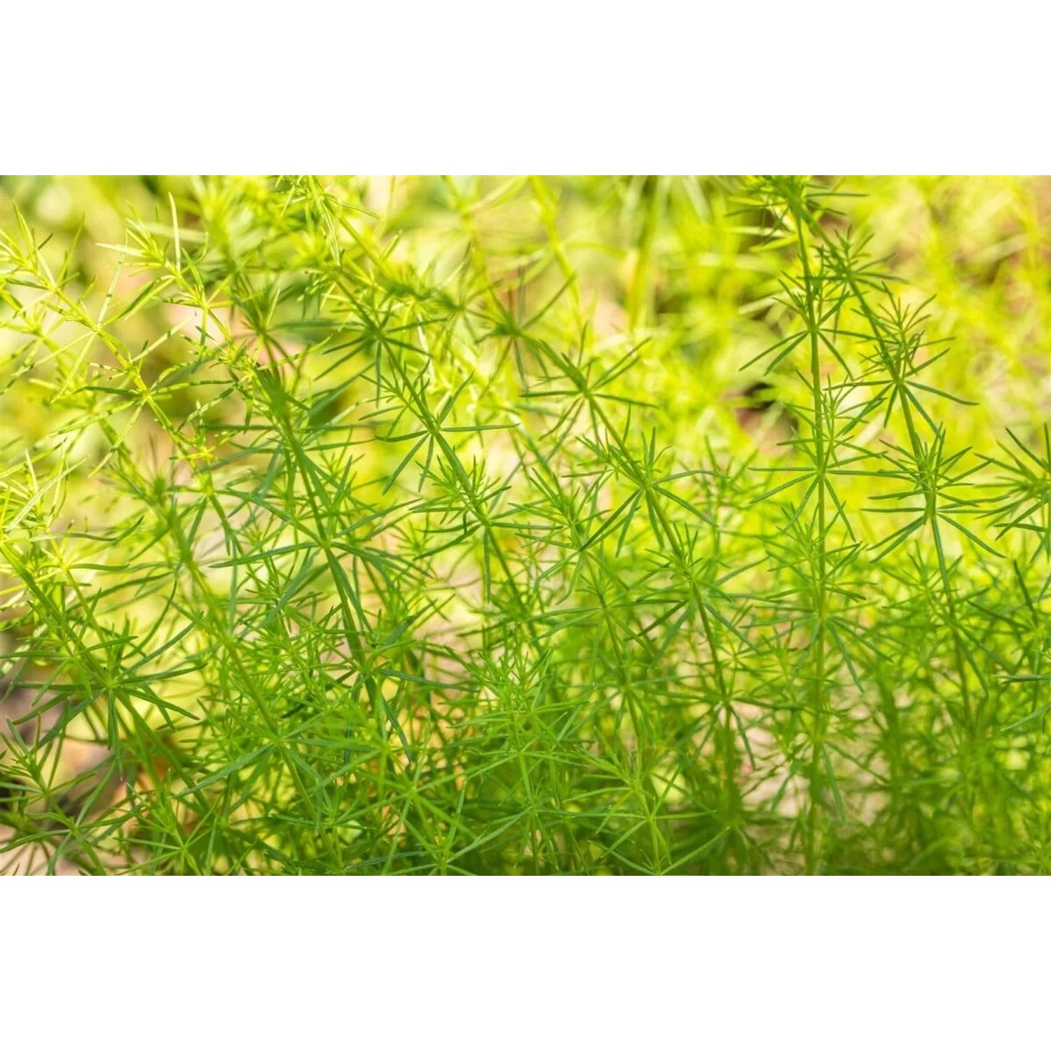 Echtes Labkraut (Galium verum) im 9x9 cm Topf, grüne Stauden für Naturgärten.