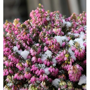 Winterheide 'Winterfreude' (Erica carnea) mit rosa Blüten und Schnee, winterlicher Strauch.
