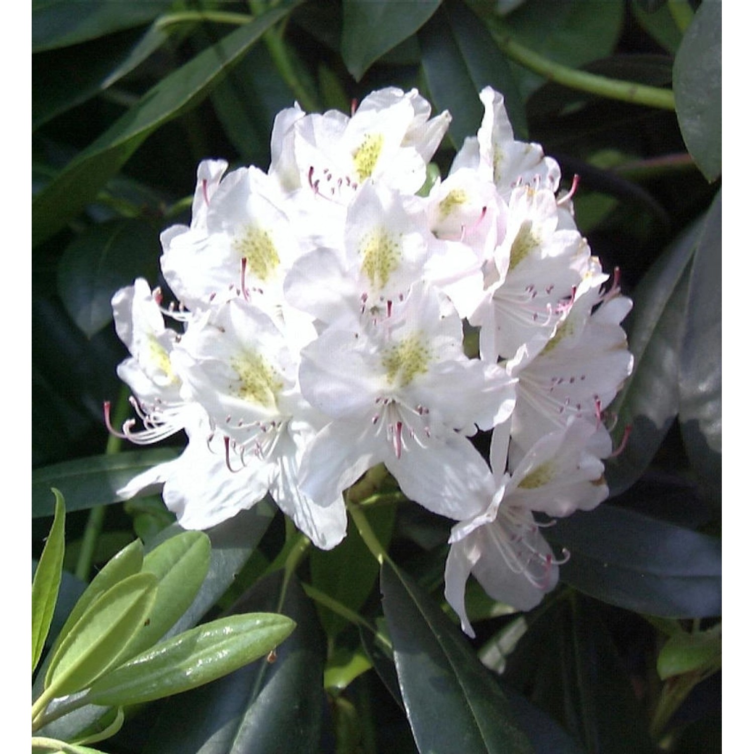 INKARHO - Großblumige Rhododendron Catawbiense Alba 25-30cm - Alpenrose günstig online kaufen