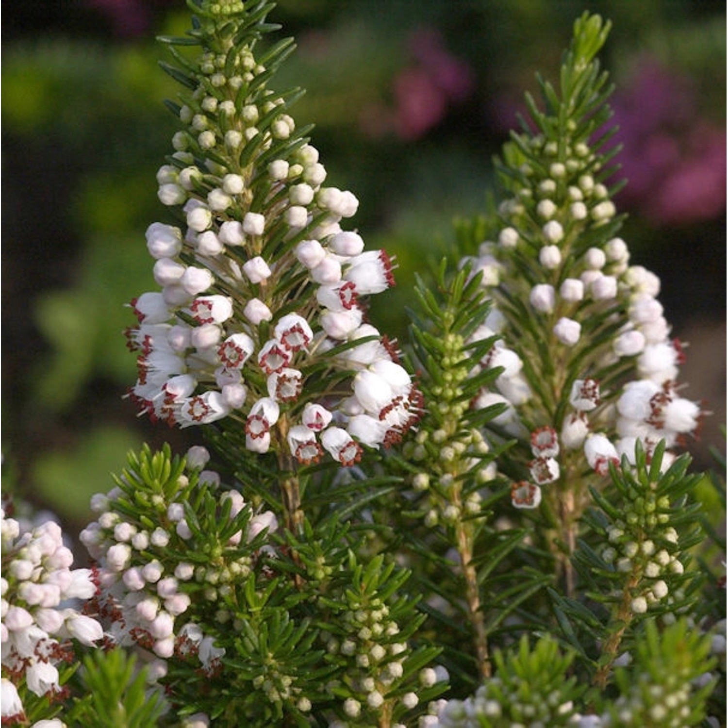 10x Cornwallheide Alba - Erica vagans günstig online kaufen